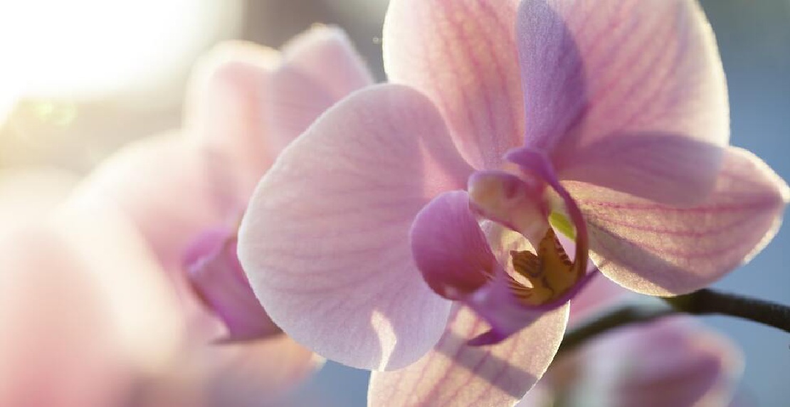 Geschenkideen für Orchideen-Liebhaber